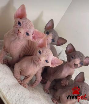 Ράτσα: Σφύξ | Ηλικία: 2,5 μηνών | Φύλο: Αρσενικό | Αρ. Microchip: 985113009734742 | Ιδιώτης | Pedigree | Περιοχή: Αθήνα, Αττική